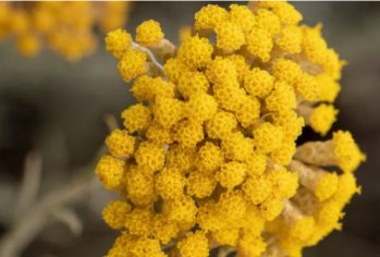 The Power of Immortelle